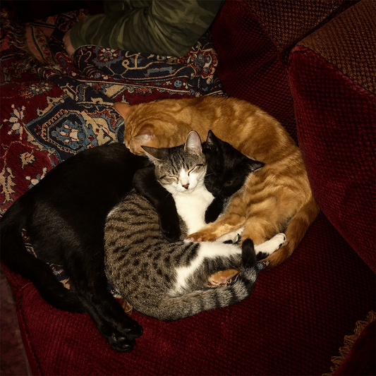 The Personality Types of Cats and the People Who Choose Them