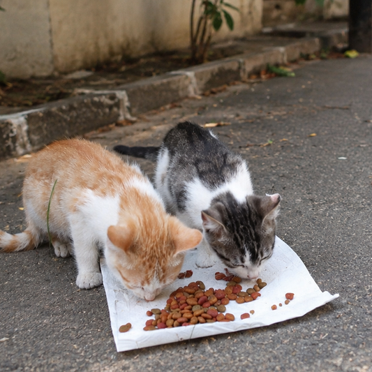 A Soft Guide to Taking Care of the Neighbourhood Cats